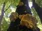 Sárga gévagomba (Laetiporus sulphureus), Budai-hegység